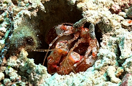 Sipadan_2015_Squille rayee_Lysiosquillina maculata_IMG_2688_rc